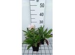 6 X Stokesia Laevis 'Alba' - Ziest - Vaso 9 X 9 Cm