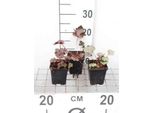 6 X Heuchera Hybr. 'Black Beauty'® - Campanula Viola - Vaso 9 X 9 Cm