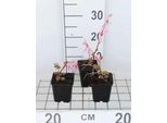 6 X Dicentra Spectabilis - Cuore Lacrimoso - Vaso 9 X 9 Cm