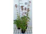 6 X Saponaria Officinalis - Saponaria - Vaso 9 X 9 Cm