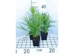6 X Liatris Spicata - Prachtscharte - Topf 9 X 9 Cm