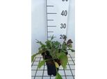 6 X Cephalaria Gigantea - Testa Squamosa - Vaso 9 X 9 Cm