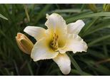 6 X Hemerocallis Hybr. 'Gentle Shepherd' - Taglily - Topf 9 X 9 Cm