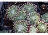 6 X Sempervivum Hybr. 'Sprite' - Radice Domestica - Vaso 9 X 9 Cm
