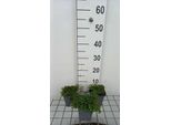 6 X Mentha Requienii - Menta - Vaso 9 X 9 Cm