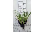 6 X Hemerocallis Hybr. 'Strawberry Candy' - Taglily - Topf 9 X 9 Cm