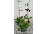 6 X Primula Auricula ( Lutea) - Primula A Palla - Vaso 9 X 9 Cm