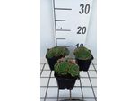 6 X Sempervivum Grandiflorum - Radice Di Casa - Vaso 9 X 9 Cm