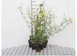 6 X Coreopsis Vert. 'Moonbeam' - Occhio Di Ragazza - Vaso 9 X 9 Cm