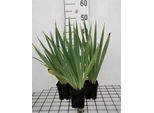 6 X Sisyrinchium Striatum (Lutescens) - Erba Spada - Vaso 9 X 9 Cm