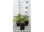 6 X Filipendula Palm. 'Nana' - Olmaria - Vaso 9 X 9 Cm
