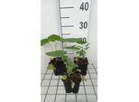 6 X Lunaria Annua 'Albiflora' - Lunaria - Vaso 9 X 9 Cm