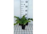6 X Silphium Hybr. 'Maya' - Silphium - Vaso 9 X 9 Cm
