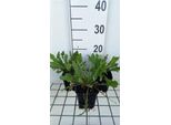 6 X Cichorium Intybus - Wegwarte - Topf 9 X 9 Cm