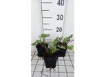 6 X Ligularia Hybr. 'Little Rocket'® - Pallone D'oro - Vaso 9 X 9 Cm