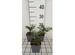 6 X Lithodora Dif. 'Star'® - Falsa Piantina - Vaso 9 X 9 Cm