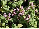 6 X Lamium Mac. Pink Pewter' - Ortica Morta - Vaso 9 X 9 Cm