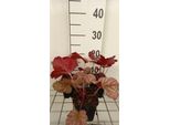 6 X Heuchera Hybr. 'Berry Smoothie'® - Campane Viola - Vaso 9 X 9 Cm