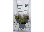 6 X Scutellaria Incana Var Parviflora - Erba Casco - Vaso 9 X 9 Cm