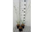 6 X Smilacina Racemosa - Smilacina - Topf 9 X 9 Cm