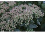 6 X Sedum Hybr. 'Carl' - Foglia Grassa - Vaso 9 X 9 Cm