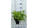 6 X Inula Magnifica - Alant - Vaso 9 X 9 Cm