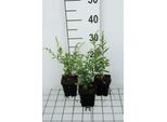 6 X Solidago Rugosa 'Fireworks' - Verga D'oro - Vaso 9 X 9 Cm