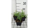 6 X Lathyrus Lat. 'White Pearl' ('Albus') - Pisello Piatto A Foglia Larga - Vaso 9 X 9 Cm