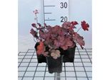 6 X Heuchera Hybr. 'Cherry Cola'® - Campanula Viola - Vaso 9 X 9 Cm