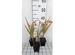6 X Crocosmia Hybr. 'Emily Mckenzie' - Crocosmia - Vaso 9 X 9 Cm