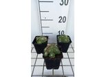 6 X Sempervivum Hybr. 'Jubilee' - Radice Domestica - Vaso 9 X 9 Cm