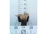 6 X Sedum Lydium - Foglia Grassa - Vaso 9 X 9 Cm