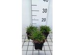 6 X Jasione Laevis 'Blue Light' - Campanula Della Sabbia - Vaso 9 X 9 Cm