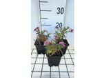 6 X Aster Dum. 'Alice Haslam' - Aster Autunnale - Vaso 9 X 9 Cm