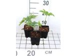 6 X Helleborus Purpurascens - Helleborus - Vaso 9 X 9 Cm