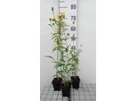 6 X Coreopsis Tripteris - Occhio Di Ragazza - Vaso 9 X 9 Cm