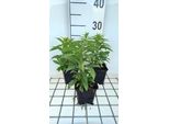 6 X Solidago Hybr. 'Golden Dwarf' - Verga D'oro - Vaso 9 X 9 Cm