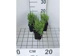 6 X Lavandula Ang. 'Munstead' - Lavanda - Vaso 9 X 9 Cm
