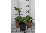 6 X Salvia Sclarea - Muschio Stellato - Vaso 9 X 9 Cm