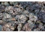 6 X Heuchera Hybr. 'Cinnabar Silver'® - Campanula Viola - Vaso 9 X 9 Cm