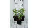 6 X Scutellaria Incana - Erba Casco - Vaso 9 X 9 Cm