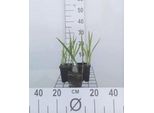 6 X Crocosmia Hybr. 'George Davidson' - Crocosmia - Topf 9 X 9 Cm
