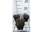 6 X Sempervivum Hybr. 'Feldmaier' - Radice Domestica - Vaso 9 X 9 Cm