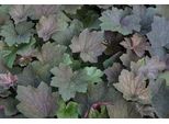 6 X Heuchera Hybr. 'Brownies'® - Campane Viola - Vaso 9 X 9 Cm