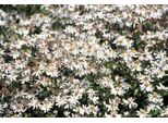 6 X Aster Divaricatus - Aster Autunnale - Vaso 9 X 9 Cm