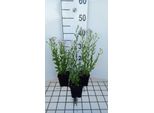 6 X Kalimeris Mongolica 'Mon Jardin' - Abbellitore - Vaso 9 X 9 Cm