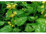6 X Lamiastrum Gal. 'Florentinum' ('Variegatum') - Ortica Dorata - Vaso 9 X 9 Cm