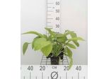 6 X Symphytum Grandifl. 'Wisley Blue' - Comfrey - Vaso 9 X 9 Cm