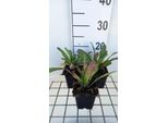 6 X Hesperis Matronalis - Viola Notturna Comune - Vaso 9 X 9 Cm