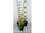 6 X Solidago Flex. Variegata' - Verga D'oro - Vaso 9 X 9 Cm